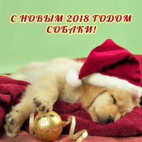 с новым 2018 годом собаки щенок лабрадор спит