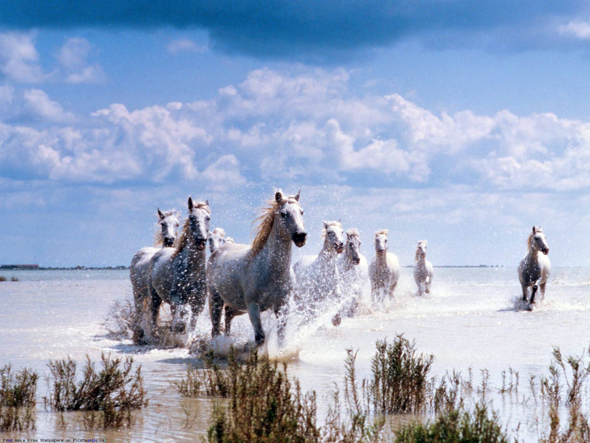 Charming horses hanno this is the life. Лошади. Табун белых лошадей. Белые лошади на берегу. Табун лошадей в воде.