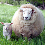 Обои на рабочий стол овечка, овца