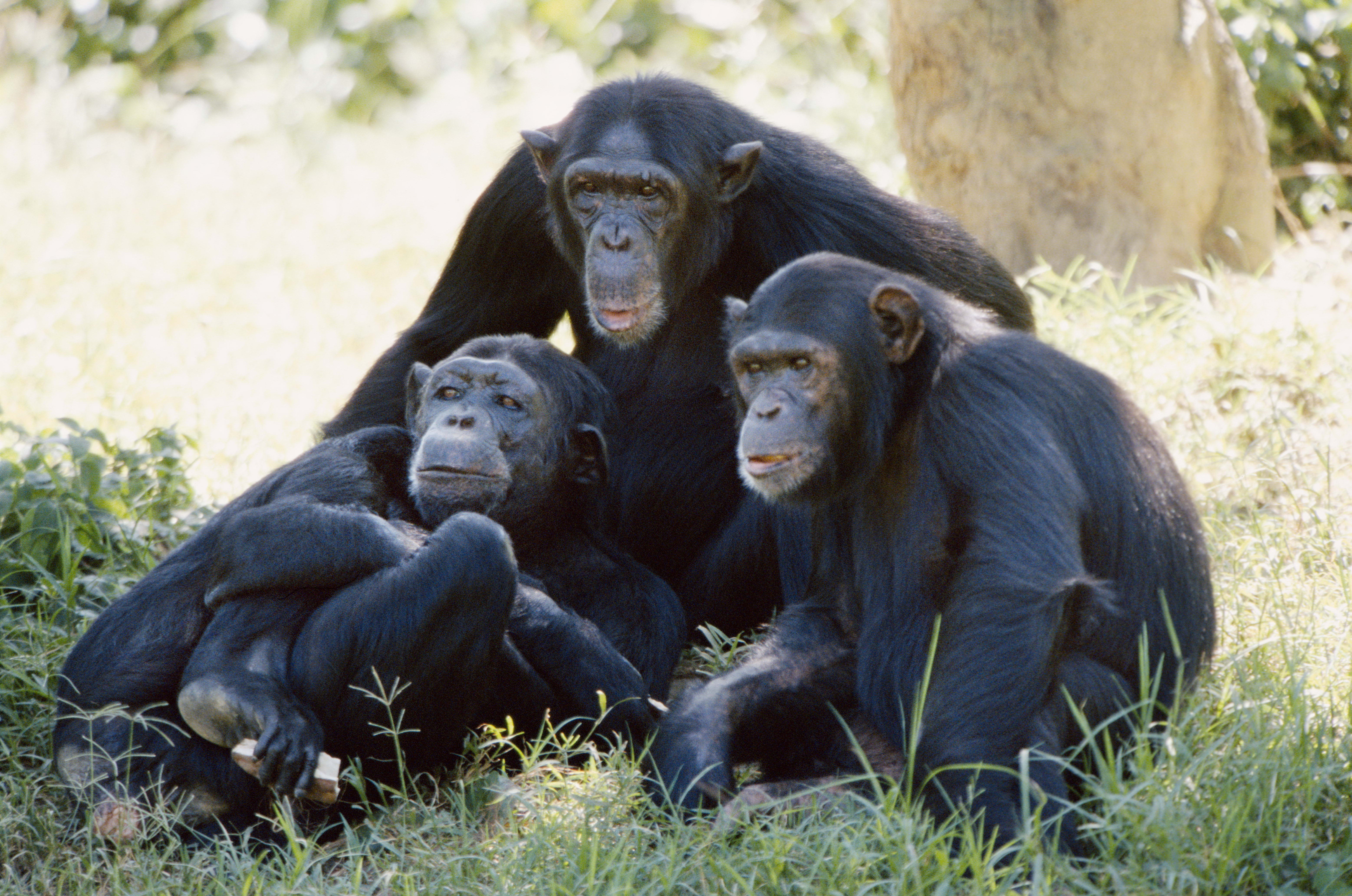Фото с шимпанзе