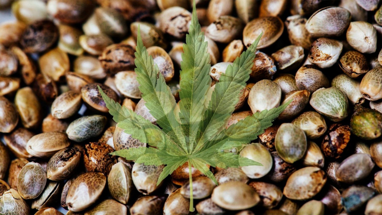 Конопля с семечками фото семена афганской марихуаны